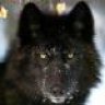 BlackWolf